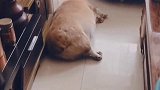 浪费了一身养猪的好本事，居然把狗养得这么肥，太夸张了！