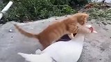 猫咪，你这么抱住鹅的脖子是想吃东西吗