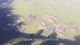 印度鲶鱼有多可怕刚撒饲料，水面黑压压的一片，全是鱼！