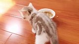 奶猫不会吃饭急坏主人,亲自上阵喂饭,猫咪吃的差点吞掉勺子