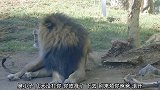 公狮子不喜欢陪孩子玩耍，还对着小狮子发飙