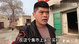 越南斗鸡放到猛犬窝，斗鸡这一举动，镇住所有犬，不愧是越南斗鸡