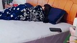 男主让金毛偷钱，媳妇一个拖鞋飞过来，结局太搞笑了