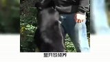 宠物小知识，你不知道的警犬冷知识，奇怪的知识又增加了