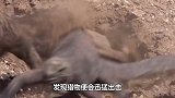 老鹰偷捕公鸡，将公鸡弄死了，主人赶来却高兴坏了