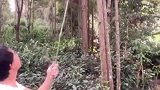 山里的好东西很多，就是看你知道不知道