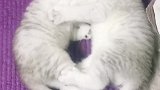 猫打架归打架，可不许咬人啊！