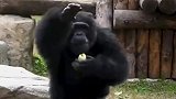 黑猩猩给游客们跳舞，把游客们逗笑了