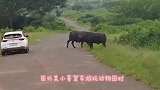 男子作死开着摩托车挑衅公牛，公牛发疯狂追，镜头记录惊险的一幕
