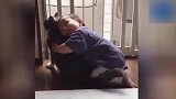 小宝这一厢情愿的爱慕猫咪，人家可是很高冷，理都不想理呢