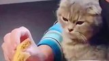要做一只有骨气的猫，猫，我就不相信你一口都不给我吃