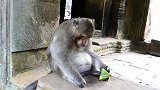 二猴王现在过着东躲西藏的日子，想当年也是一条英雄好汉