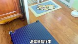 当小短腿发现主人要出差时，直接赖在主人行李箱里