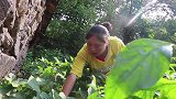 8月里它最鲜，别看长得丑，胖妹配2斤饭，吃1大盘，还嫌不过瘾