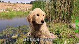 芦苇草中传出叫声，找寻后谁知金毛竟发现3枚蓝色蛋，你们见过吗