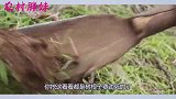 大洋种树，来年要搞大生意，胖妹回家炖黑鱼招呼老公，俩人和好啦