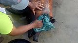 见识一下，自从猪肉涨价后，这是我见过最惨的猪！