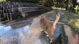 雨后的流浪猫好惨，看着浸泡在水中的地盘，感到困惑