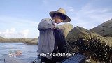 老广的味道鳗鱼是这样捕捞的，逃不过这样的地笼啊