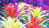 买点鲜花来过年～这主意不错！