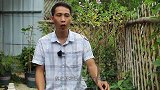入冬前，长春花这些枝条要通通剪掉，再用一点它，明年开花更加多
