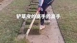 小伙铲草坪，方方正正，像豆腐块
