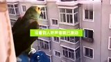 主人在楼下喊鹦鹉的名字，鹦鹉的回应好萌