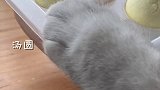 猫王：汤圆的终极吃法 会做饭的猫  萌宠出道计划