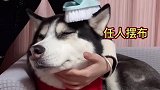 听说狗狗喜欢被撸头，女主人给二哈刷头它却一脸嫌弃，还要反抗！