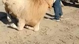 母牛被卖，主人送去装车途中跪地不走
