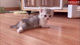 一只软软萌萌的小猫咪，还没学会走，只会在地上爬！