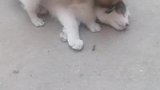 猫咪被小狗缠得生无可恋，已放弃挣扎
