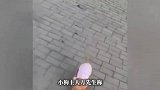 秦皇岛一女子买海鲜逃单还顺走美卡犬，失主：该犬价值12800元，绝不私了
