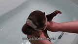 水獭第一次洗澡怕的哇哇叫，洗完后，结局大反转！