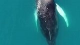 一鲸落，万物生。我国在南海首次发现鲸落