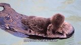 家里水费猛增，铲屎官暗中观察，看到眼前的一幕差点气炸！
