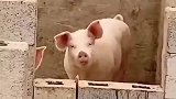 你一个狗熊凑什么热闹啊