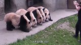大熊猫排队抱着奶盆吃奶，当饲养员走后，一定憋住不要笑！