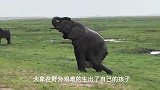 狮子包围大象，准备狩猎刚出生小象，象群及时救场！