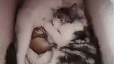 猫爸爸抢猫宝宝奶喝