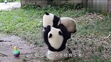 两只熊猫宝宝抢秋千，有没有人来管管啊，场面笑爆了