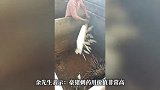 养17年豪猪致富！刺比肉还值钱，堪比“软黄金”，男子：用处真的多
