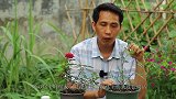 6-7月份月季这样养，侧芽笋芽粗又壮