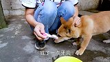 小短腿狗几个月大了，第一次给它刷牙，小短腿：你不是坑我吗