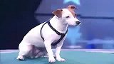 [搞笑]这只小狗太聪明了