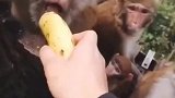 我经常到公园逗猴子玩，非常有意思，猴子很聪明