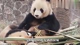 当熊猫妈妈吃东西时：母爱是个啥？不存在的！