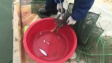 赶海满载而归，满满的海货，这些上岸能卖几百块钱了