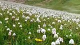 高原上的羊羔花开了，漫山遍野