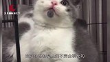中国首只克隆猫诞生，因太想念猫咪，男子花25万“复活”爱宠